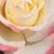 Galben - roz - Trandafir teahibrid - Athena®